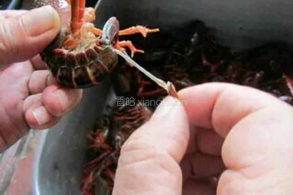 麻辣龙虾的做法图解3