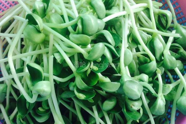 豆苗炒肉的做法图解1