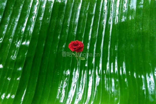 西米芝麻花生卷的做法图解12