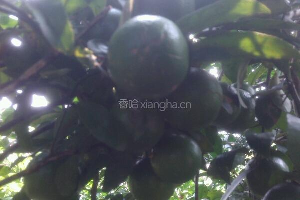 柠檬鸭的做法图解1