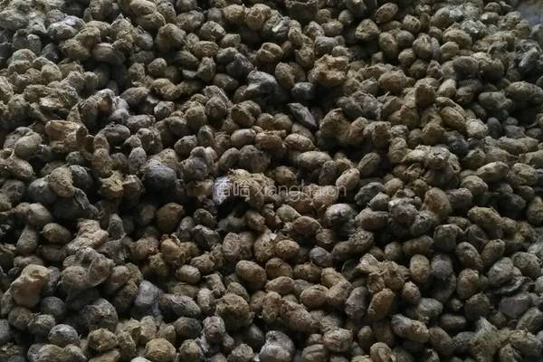 黄豆做酱捂豆篇的做法图解15