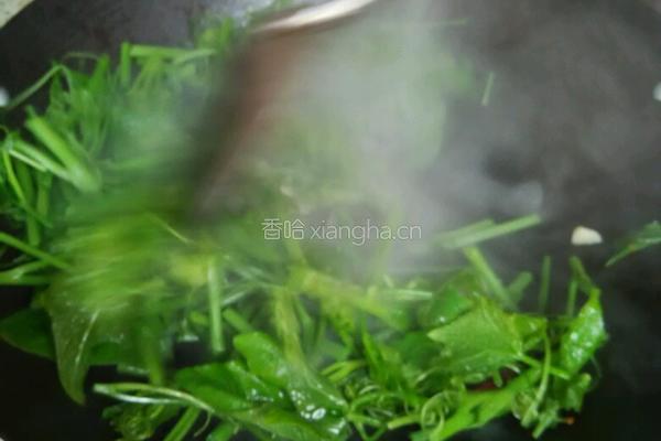 炒洋瓜尖的做法图解3