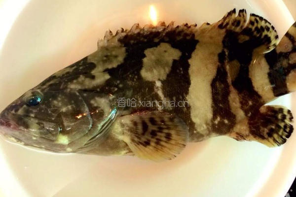 清蒸珍珠龙趸的做法图解1