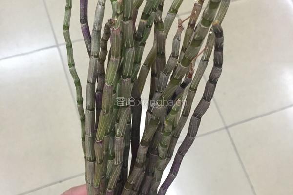鲜石斛煲冬瓜薏米芡实汤的做法图解1