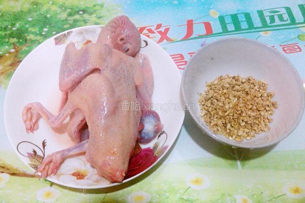 老鸽炖参汤的做法图解1