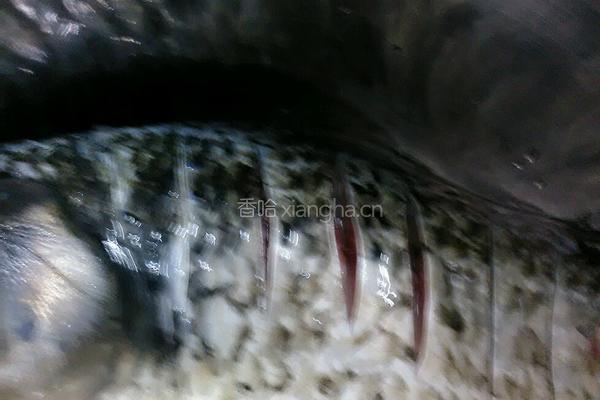 西红柿鲫鱼汤的做法图解1
