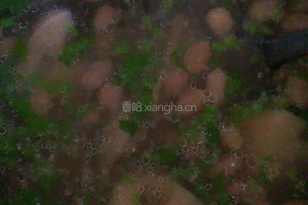 莲藕炖排骨的做法图解7