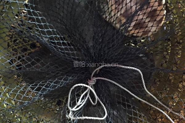 山药甲鱼汤的做法图解1