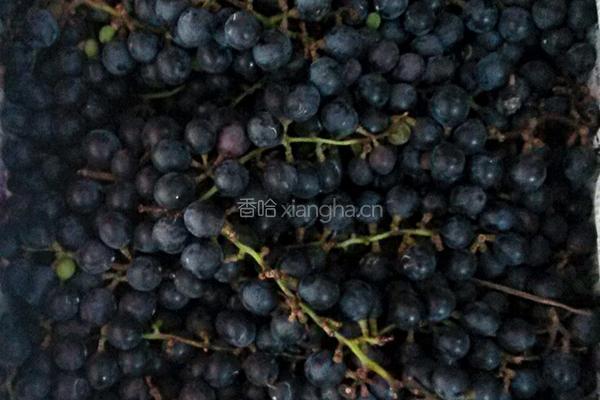 野生葡萄酒的做法图解1