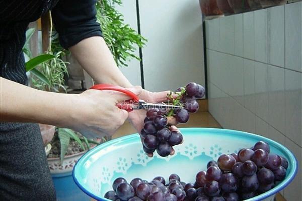 葡萄酒的做法图解2