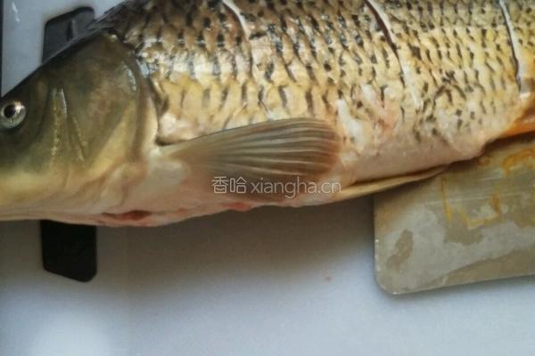 家常炖鲤鱼的做法图解2