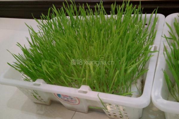 麦苗苹果汁的做法图解1