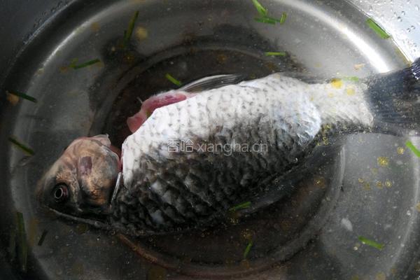 草鱼平菇汤的做法图解2