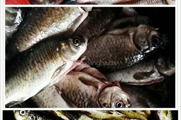 大铁锅贴饼子熬小鱼的做法图解1