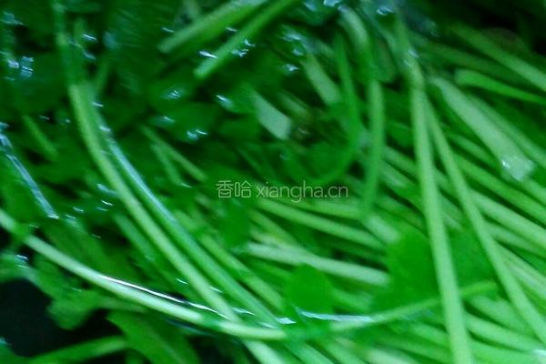 素炒萝卜叶的做法图解2
