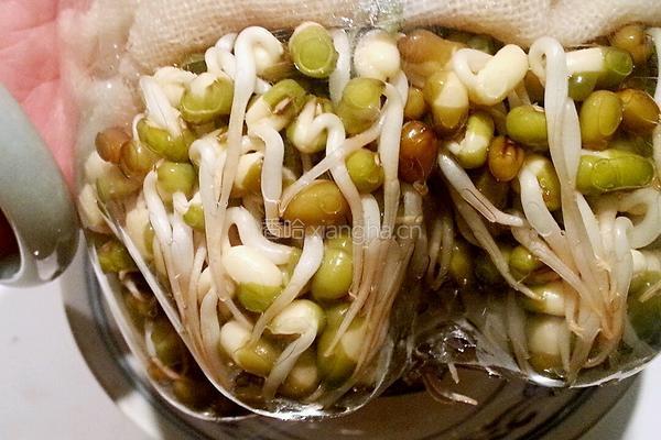自发豆芽的做法图解6