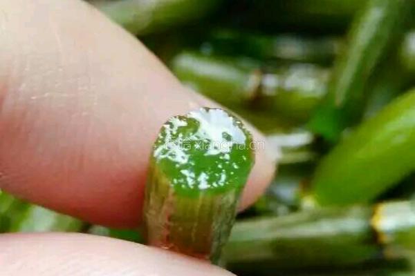 石斛灵芝花旗参炖鸡的做法图解1