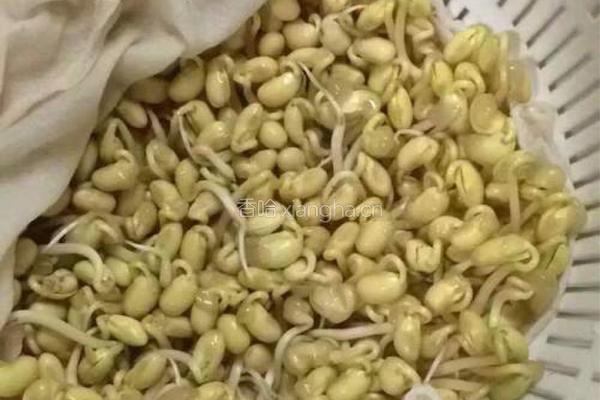 干煸黄豆芽(自发豆芽)的做法图解3