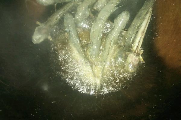 跳跳鱼烧豆腐的做法图解5
