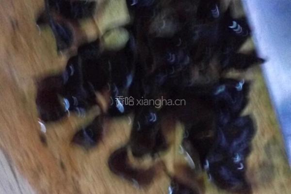 家常海参（卷心菜肉片海参）的做法图解7