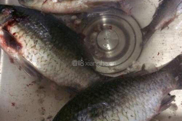 酱焖鲫鱼的做法图解1