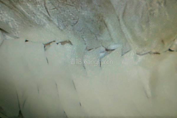 爆炒猪肚的做法图解3