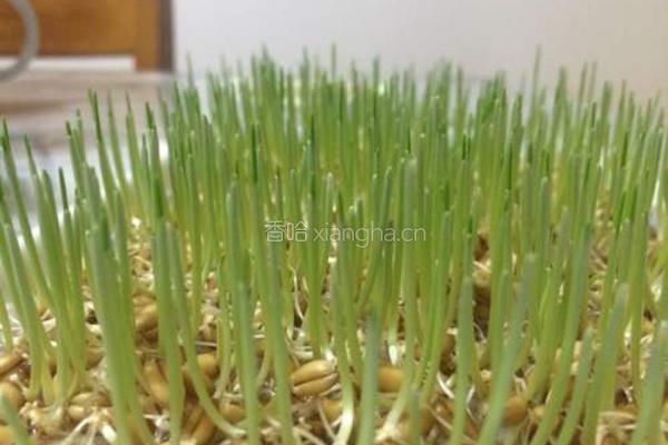 小麦草水培的做法图解11