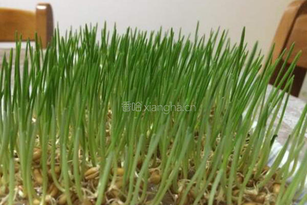 小麦草水培的做法图解12