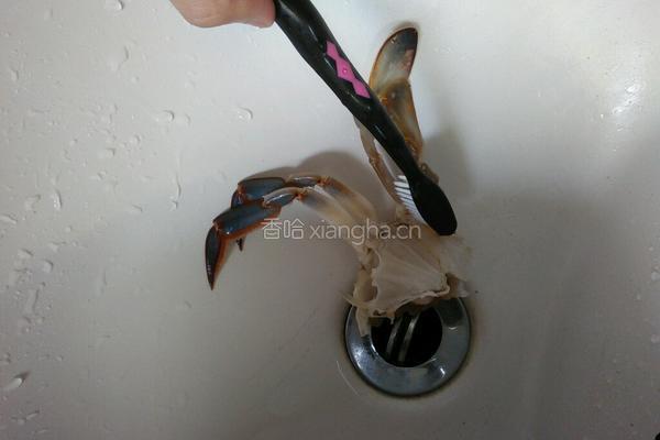 清蒸螃蟹的做法图解7