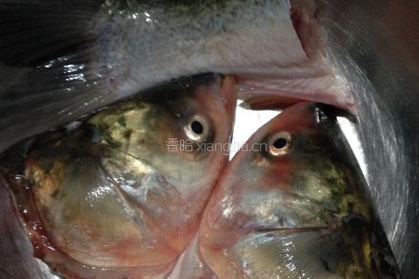 鱼头豆腐汤的做法图解1