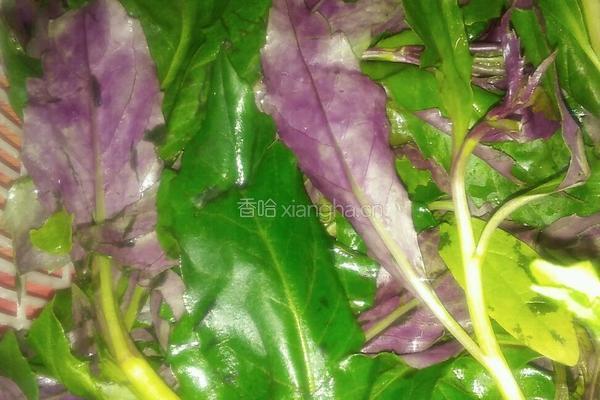 蒜泥紫色菜的做法图解1