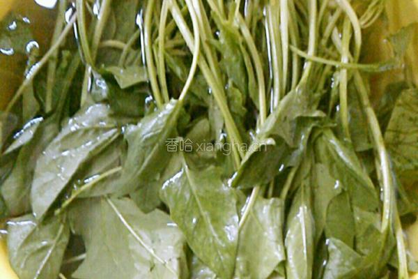 蒜蓉菠菜的做法图解1