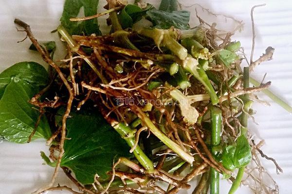 蛤蒌根炒河蟹的做法图解2