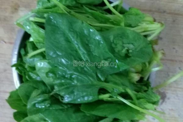 蒜容炒菠菜的做法图解1