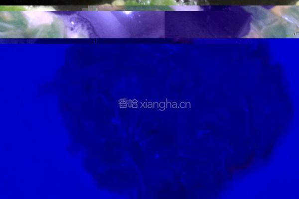 蛋煎苦瓜的做法图解3