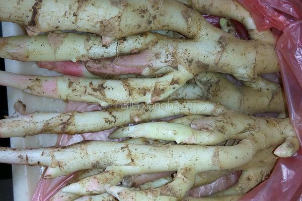 自制酸豆角的做法图解2