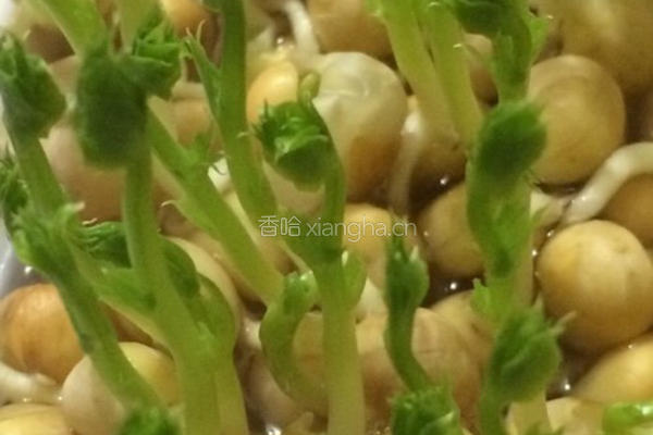 水培豌豆苗的做法图解7