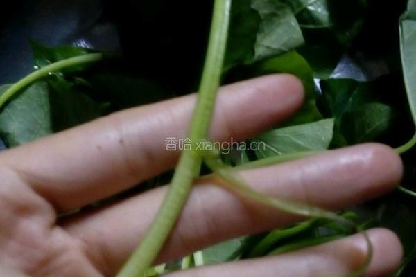 蒜蓉炒地瓜叶的做法图解2