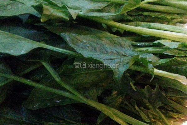 姜汁菠菜的做法图解1