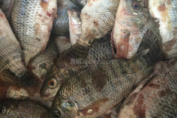 极品香酥鱼的做法图解2
