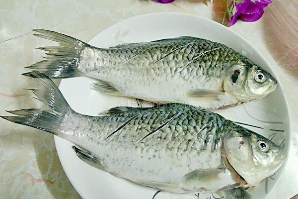 番茄鲫鱼汤的做法图解3