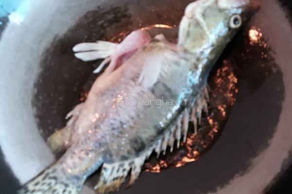 红烧桂花鱼的做法图解4