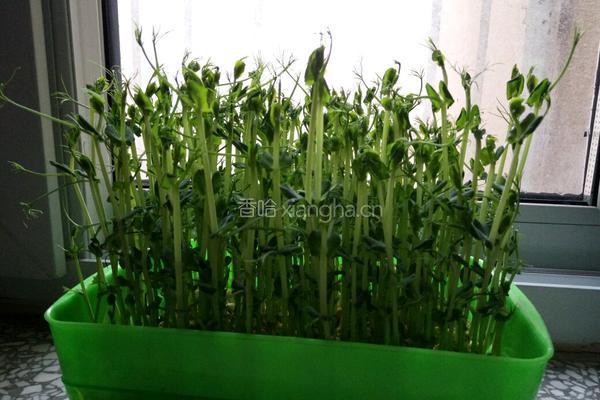 豌豆苗（自己培育的）的做法图解7