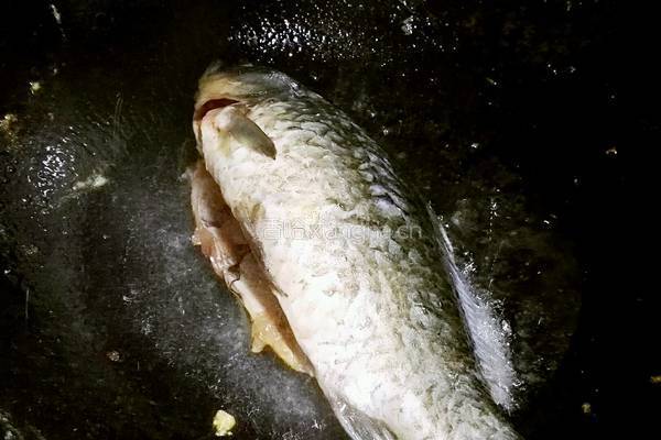 鲫鱼豆腐汤的做法图解2