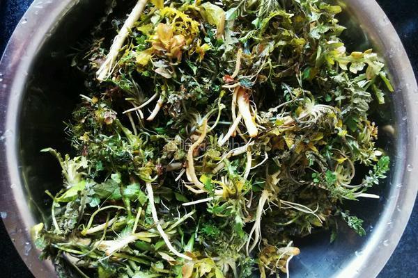 荠菜水饺的做法图解4