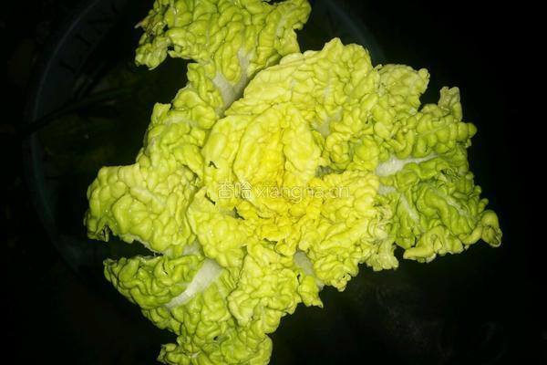 羊肉火锅的做法图解5