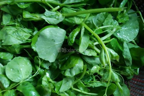 清炒豆苗的做法图解1