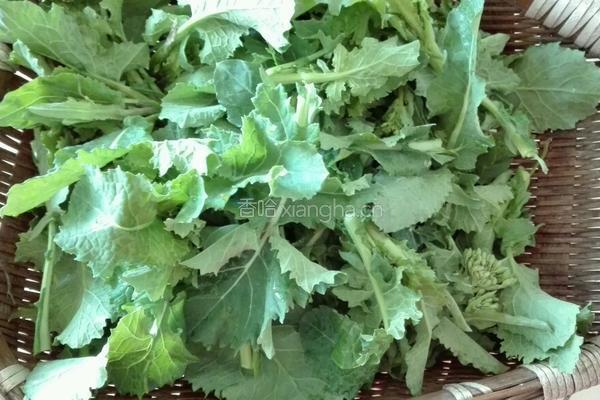 清炒油菜尖的做法图解1