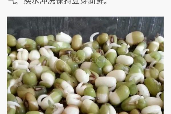 自制豆芽的做法图解2