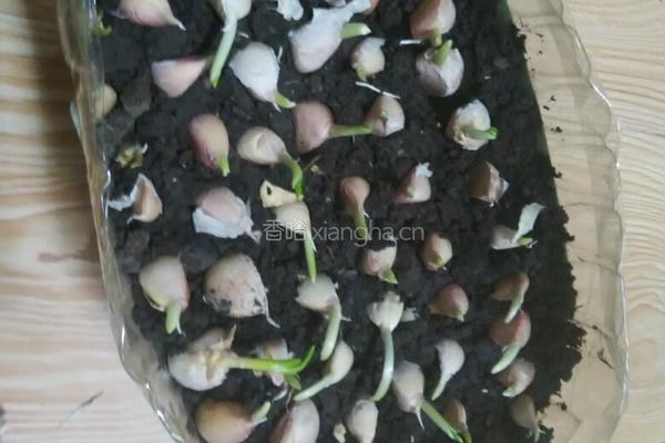 塑料豆油桶栽蒜苗